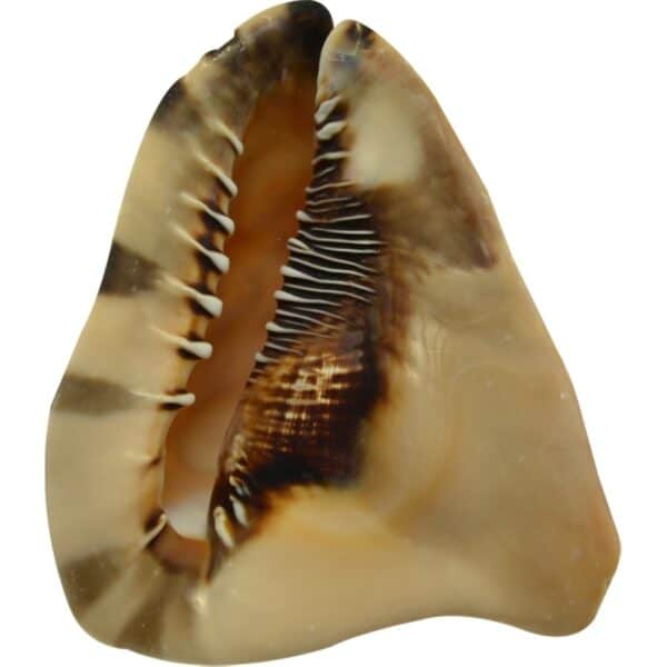 King Helmet Decorative Conch Shell 7-8"