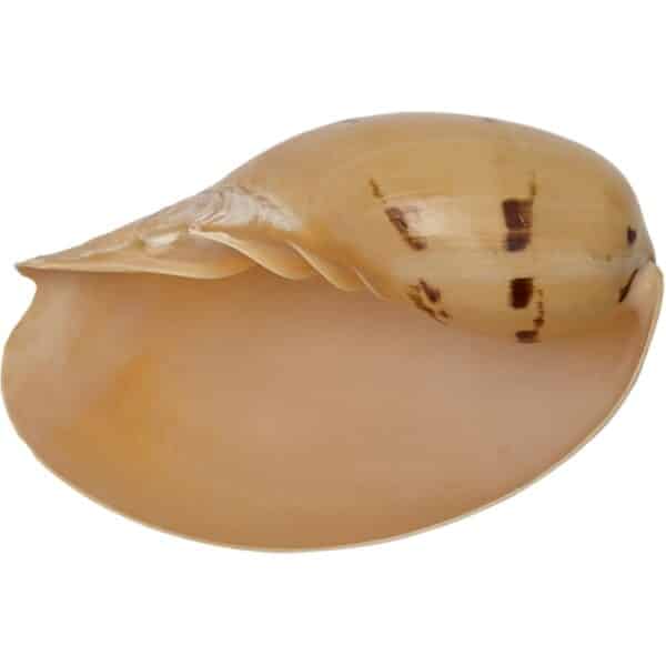 Melon Decorative Shell 9-10"