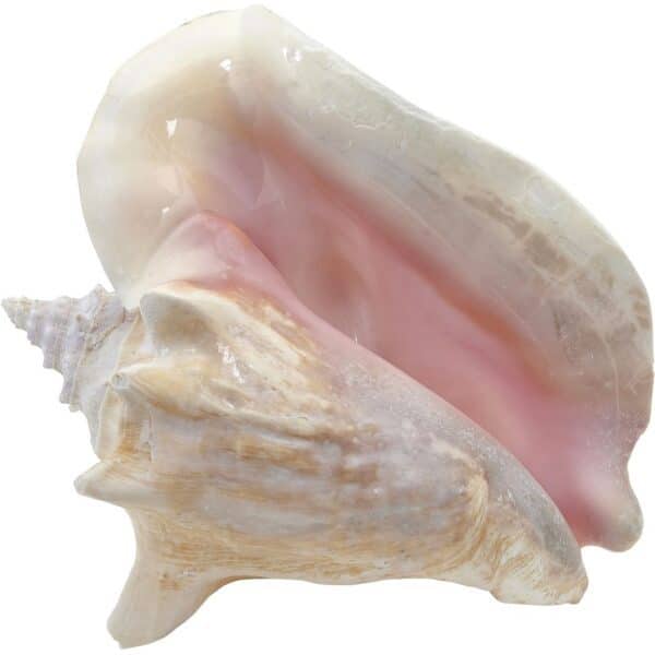 Large Queen Conch Decorative Seashell 6-8" Natural Pink