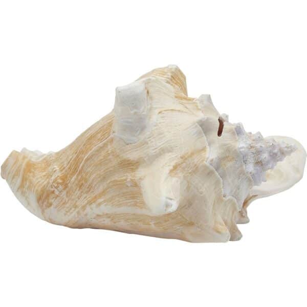 Large Queen Conch Decorative Seashell 6-8" Natural Pink - Image 2