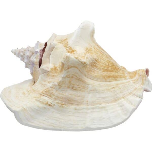 Large Queen Conch Decorative Seashell 6-8" Natural Pink - Image 3