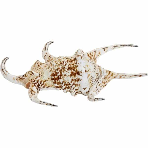 Spider Conch Shell 7-8" - Image 2