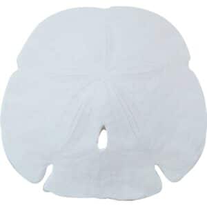 4 Arrowhead Sand Dollars 4.5-5" (Set of 4)