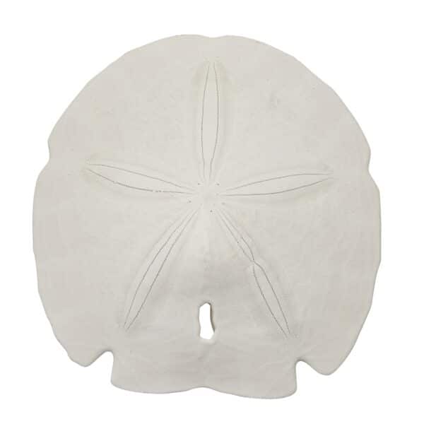 3 Arrowhead Sand Dollars 5-5.5" (Set of 3)