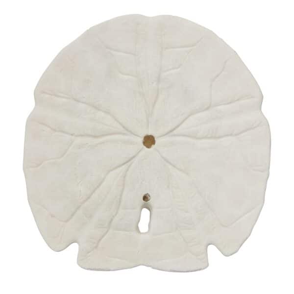 3 Arrowhead Sand Dollars 5-5.5" (Set of 3) - Image 2