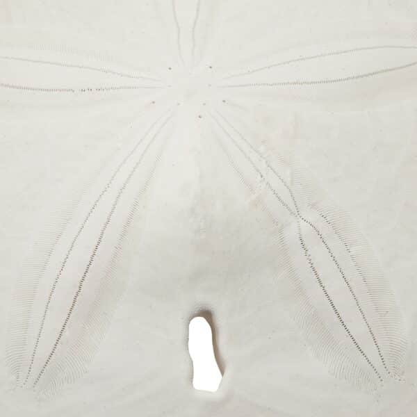 3 Arrowhead Sand Dollars 5-5.5" (Set of 3) - Image 3