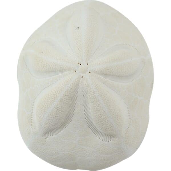 5 Sea Biscuit Sand Dollars 4-5" (Set of 5)