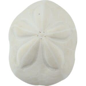 3 Sea Biscuit Sand Dollars 5-6" (Set of 3)