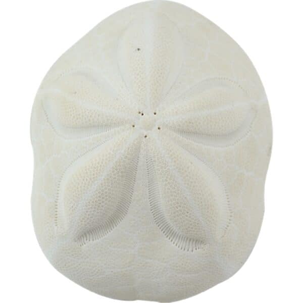 5 Sea Biscuit Sand Dollars 3-4" (Set of 5)