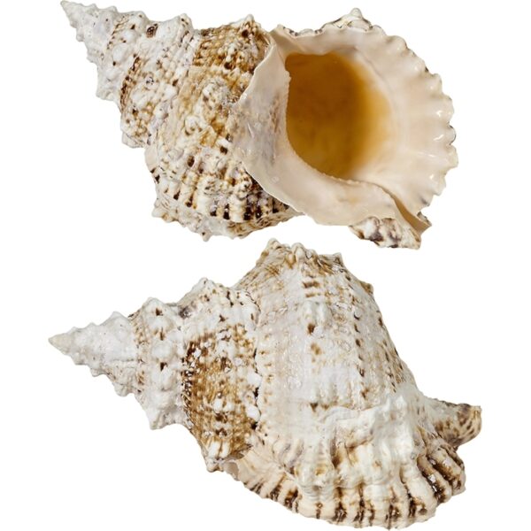 Decorative Frog Shell 7-9"