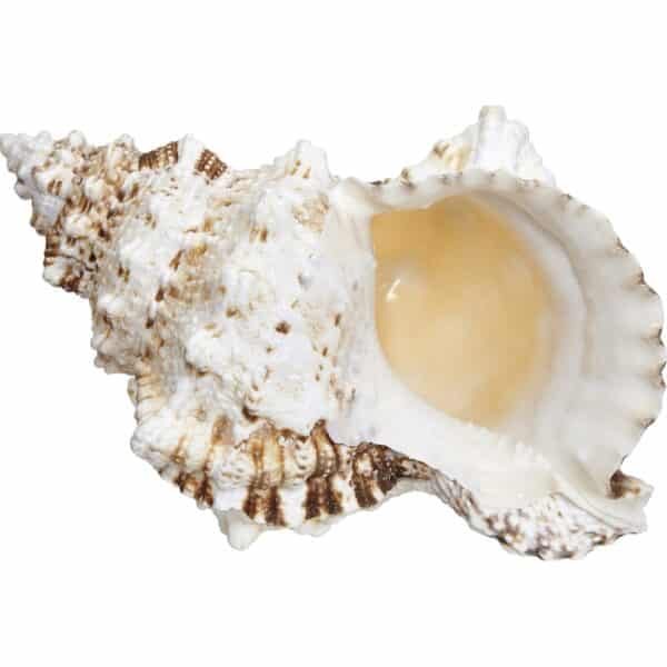 Decorative Frog Shell 7-9" - Image 3