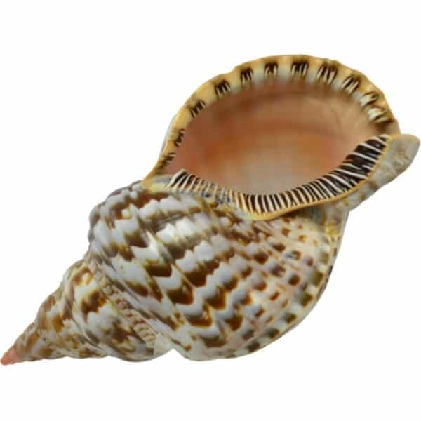 Triton Decorative Shell 8-9"