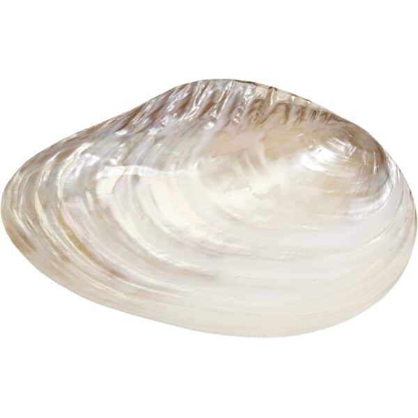 2 Fresh Water Clam Pearled Shells 7-8" (Set of 2) - Image 2