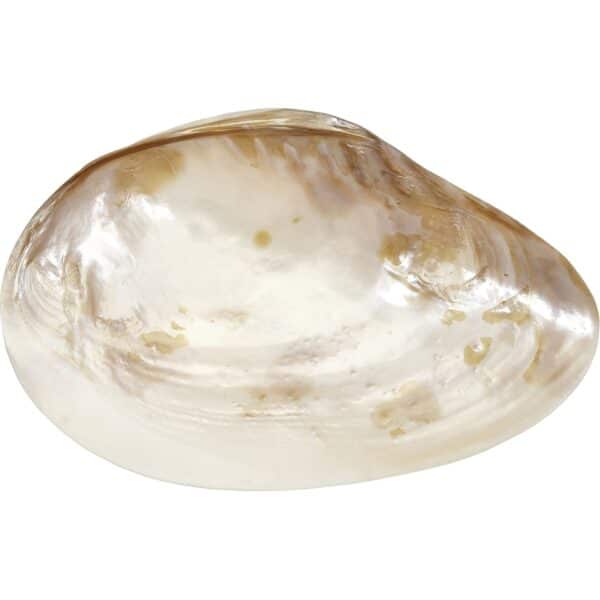 2 Fresh Water Clam Pearled Shells 7-8" (Set of 2) - Image 3
