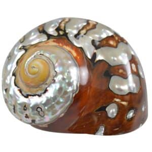 South African Turban (Turbo Sarmaticus) Seashell 4" and up
