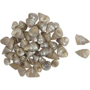 Tiny Pearled Trochus Craft Shells Bag 1 Kilo