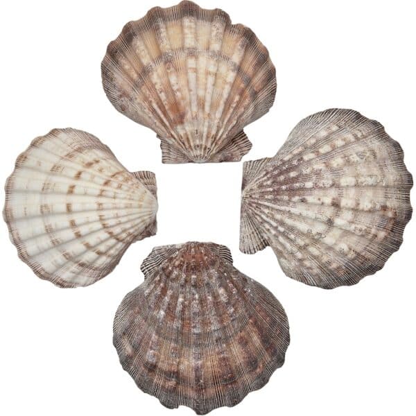 3 Lion's Paw Decorative Shells 5-7" (Set of 3)