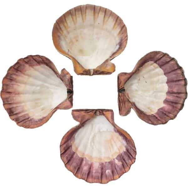 2 Lion's Paw-Orange Seashells 5" and up (Set of 2) - Image 2