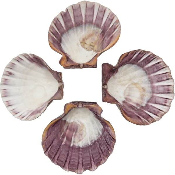 3 Lion's Paw Decorative Shells 5-7" (Set of 3) - Image 2