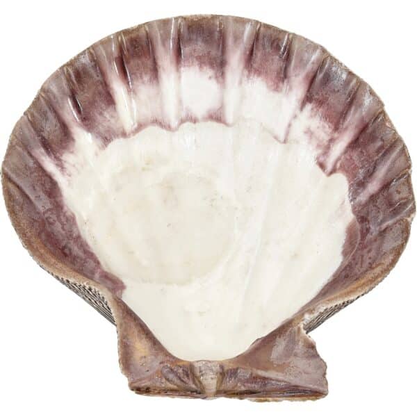 3 Lion's Paw Decorative Shells 5-7" (Set of 3) - Image 3