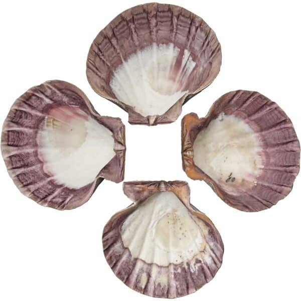 2 Lion Paw Shells 7" and up (Set of 2) - Image 2