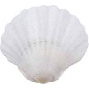 6 Irish Deep Seashells 4.5" and up (Set of 6)