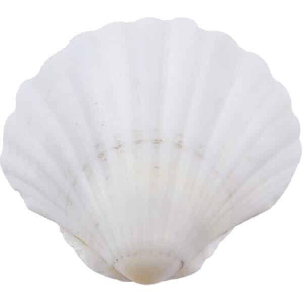 6 Irish Deep Seashells 4.5" and up (Set of 6)