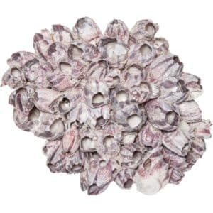 Barnacle Cluster Glued 9-12"