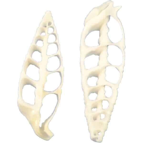 100 White Cerithium Center Cut Craft Shells 1.5-2" (Set of 100)