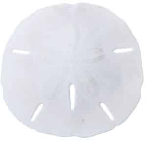 10 Round Sand Dollars 4"-4.5" (Set of 10)
