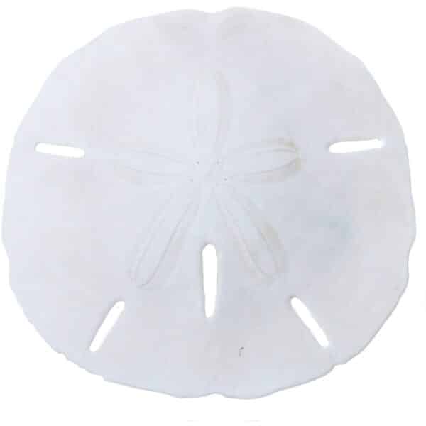 10 Round Sand Dollars 4"-4.5" (Set of 10)