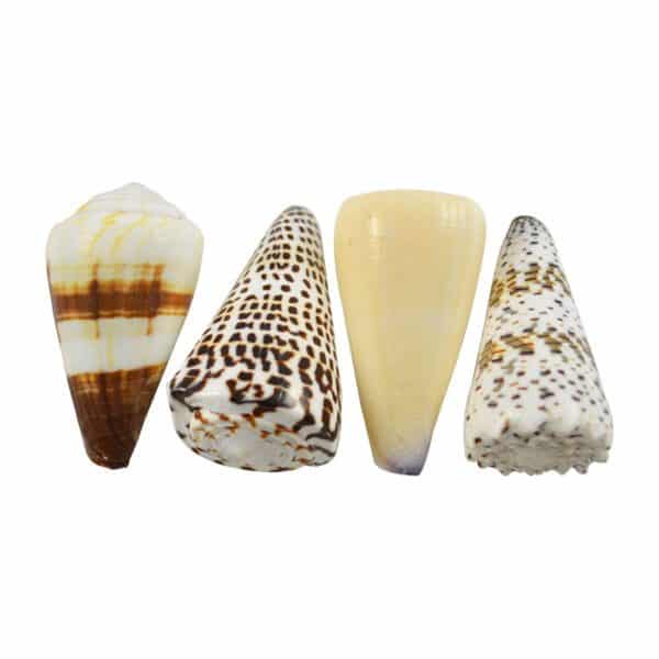 10 Assorted Cones Shells 3-4" (Set of 10)