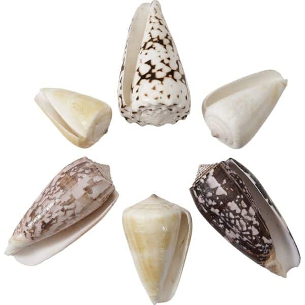 Assorted Cones Seashells Bag 2-3" 1 Kilo (appx. 24 pc) - Image 2