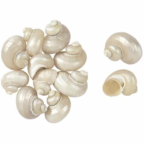 40 Turbo Pearled Seashells .75"-1.5" (Set of 40)
