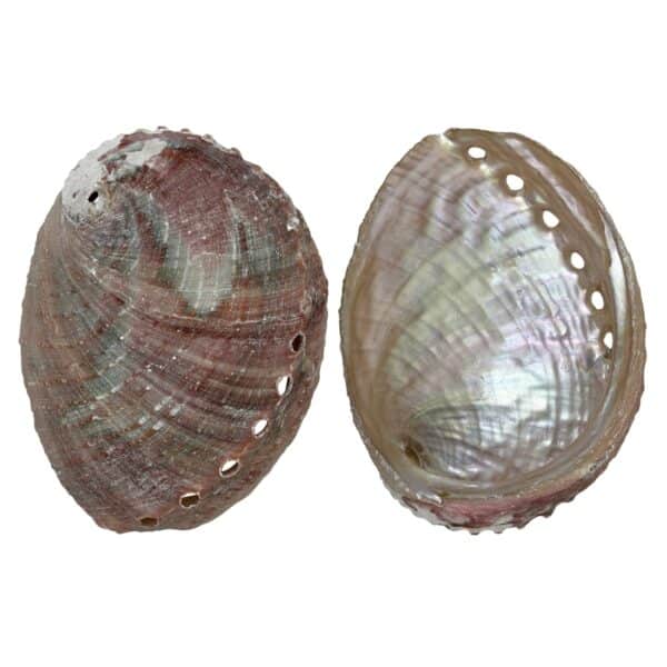 Rosa Abalone Shell 4-5"