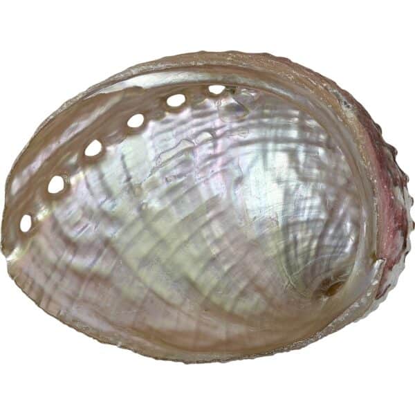 Rosa Abalone Shell 4-5" - Image 2