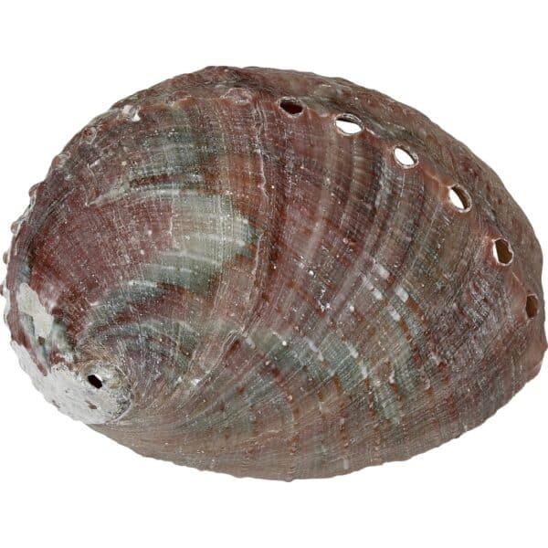 Rosa Abalone Shell 4-5" - Image 3