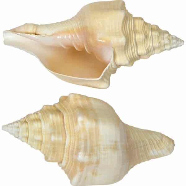Chank Shell 7-8"