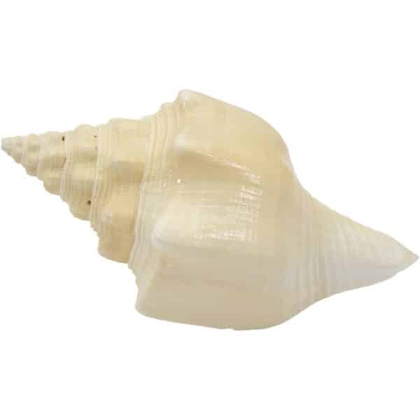Chank Shell 7-8" - Image 2