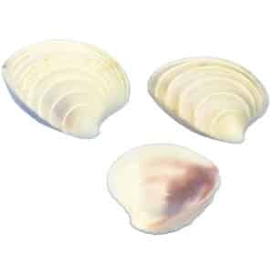 Wedding Cake Shell Bag .625-1" 1 Gallon (appx. 2500 pc)