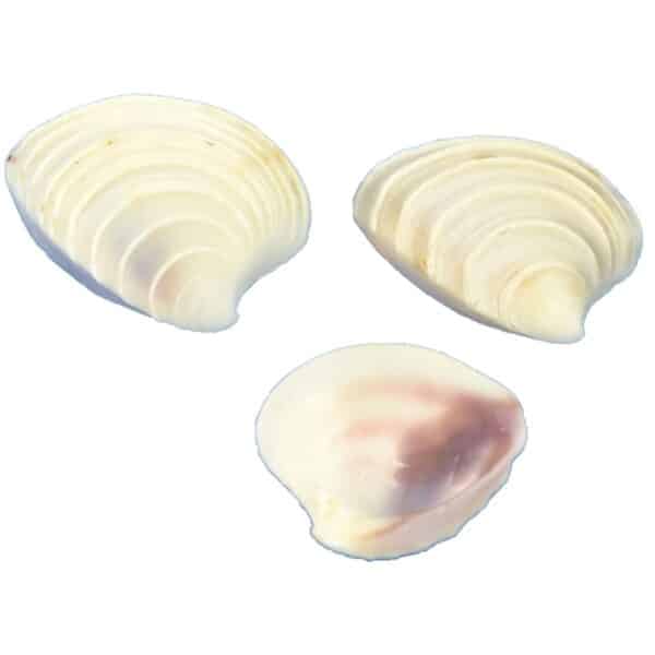 Wedding Cake Shell Bag .625-1" 1 Gallon (appx. 2500 pc)