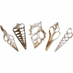 18 Assorted Center Cut Craft Seashells 3-4" (Set of 18)