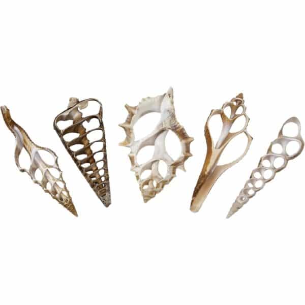 18 Assorted Center Cut Craft Seashells 3-4" (Set of 18)