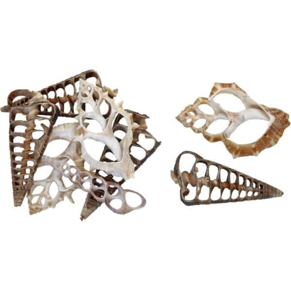 18 Assorted Center Cut Craft Seashells 3-4" (Set of 18) - Image 2
