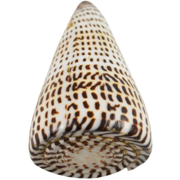 2 Conus Litteratus Polished 4-5" (Set of 2)