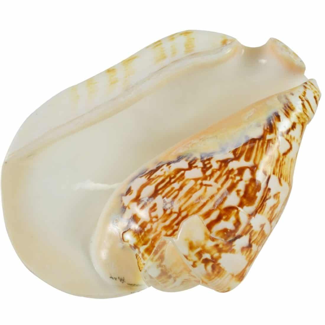 Triton Decorative Shell