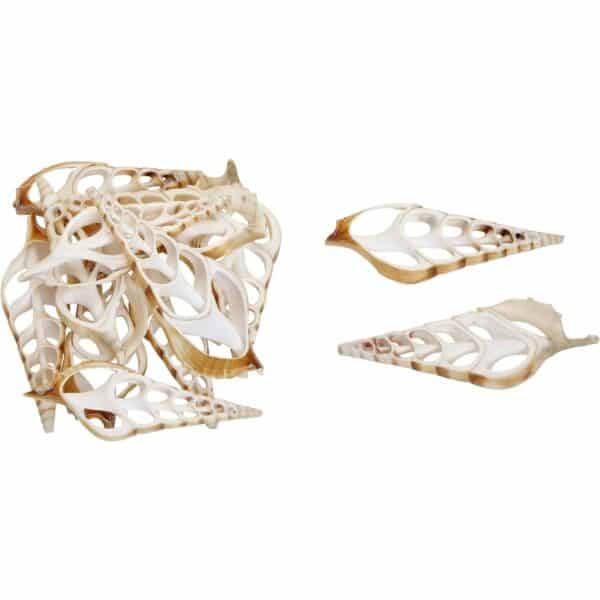 12 White Tibia Center Cut Craft Shells 4-5" (Set of 12)