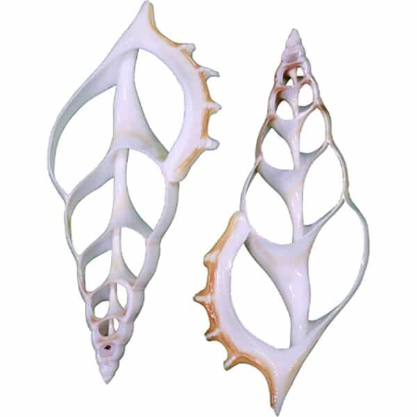 12 White Tibia Center Cut Craft Shells 4-5" (Set of 12) - Image 2