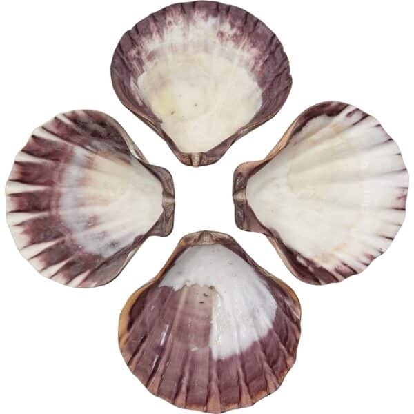 2 Lion Paw Polished Shells 4-5" (Set of 2) - Image 2