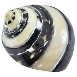 3 Magpie Banded Shells Polished 2-2.5" (Set of 3)